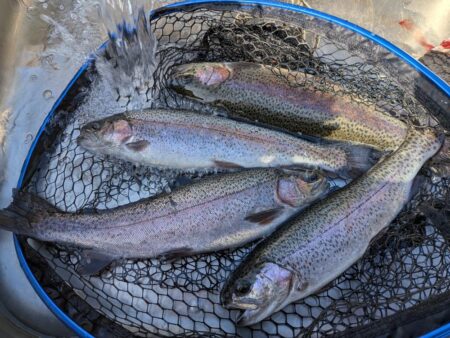 トラウト狙いリベンジ